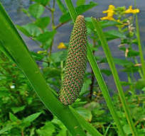Vaadanarayanan (Acorus Calamus)